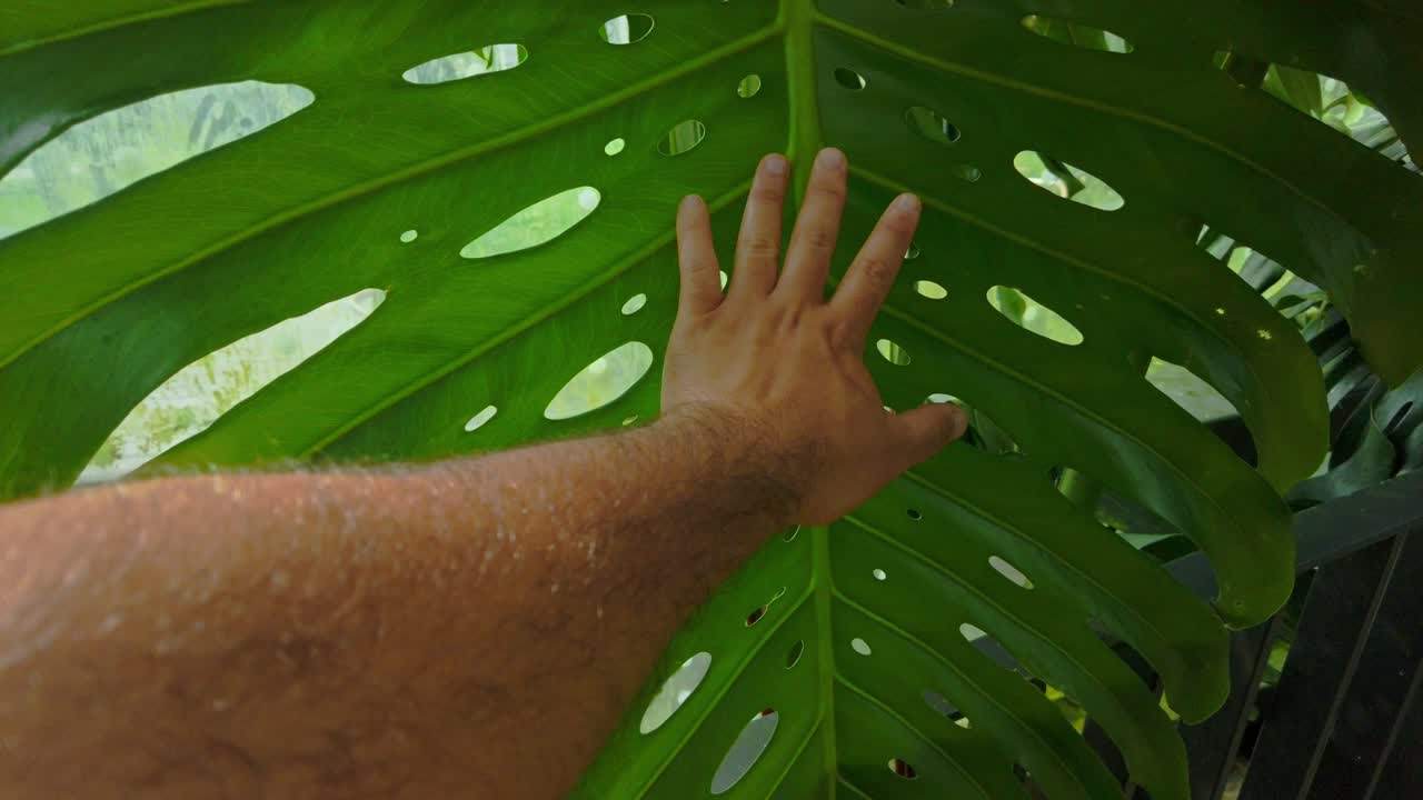 Mano paragonata a una gigantesca foglia di pianta verde, monstera Deliciosa gigante, giungla umida, Ceriman (pianta del formaggio svizzero)