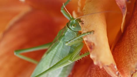 Un-Primer-Plano-De-Una-Gran-Cabeza-De-Saltamontes-Verde-Comiendo-Una-Flor-De-Color-Naranja