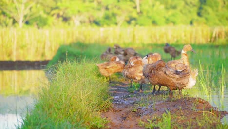 flock of duck on the rice field