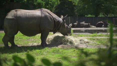 rhino eats dry grass