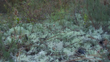 light mossy forest floor with plants growing, zoom in shot