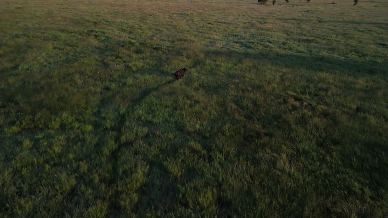 African Buffalo running in high grass in the Serengeti National Park in Tanzania