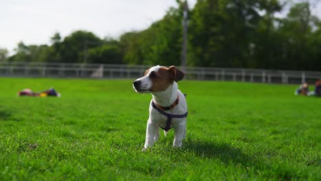 Adorable-little-Jack-Russell-Terrier-standing-on-the-green-grass-with-open-mouth-on-a-summer-day