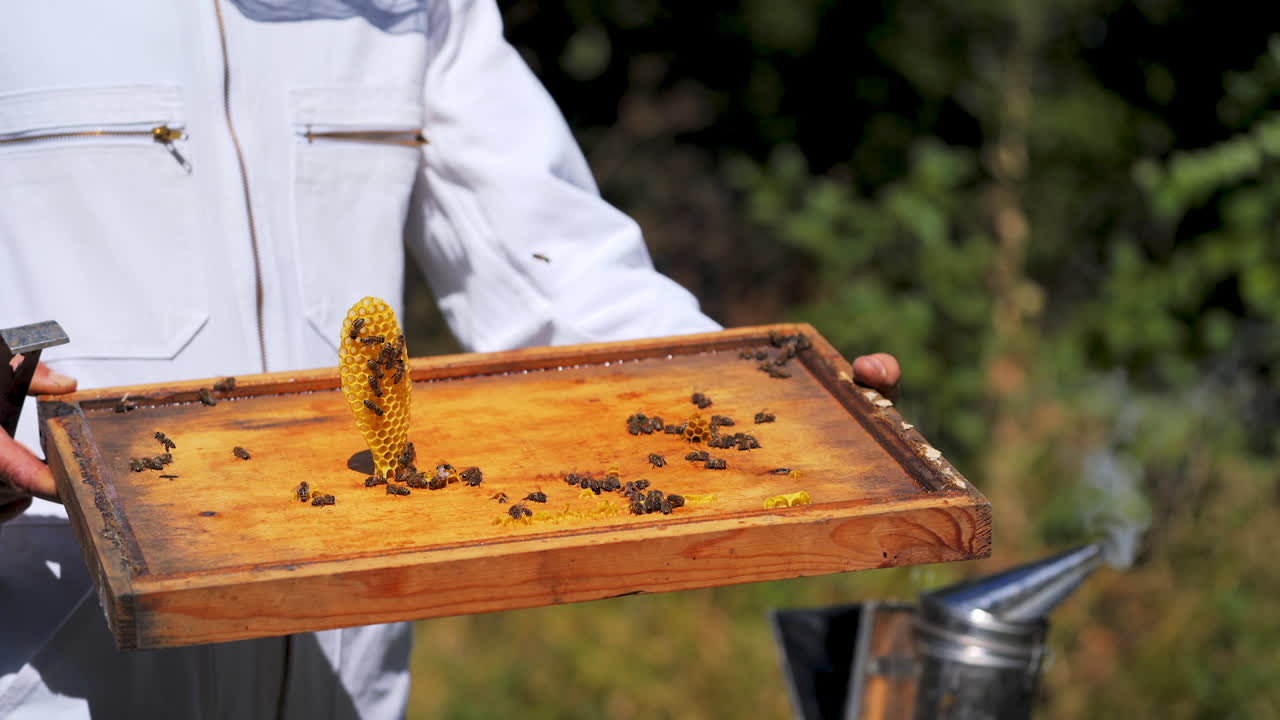 Bee cover of a hive in beekeeper's hands. Honeycomb in a special form and bees on a wooden board outdoors. Apiculture concept.