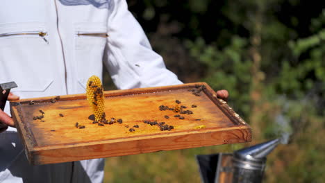 bee cover of a hive in beekeeper's hands. honeycomb in a special form and bees on a wooden board outdoors. apiculture concept.