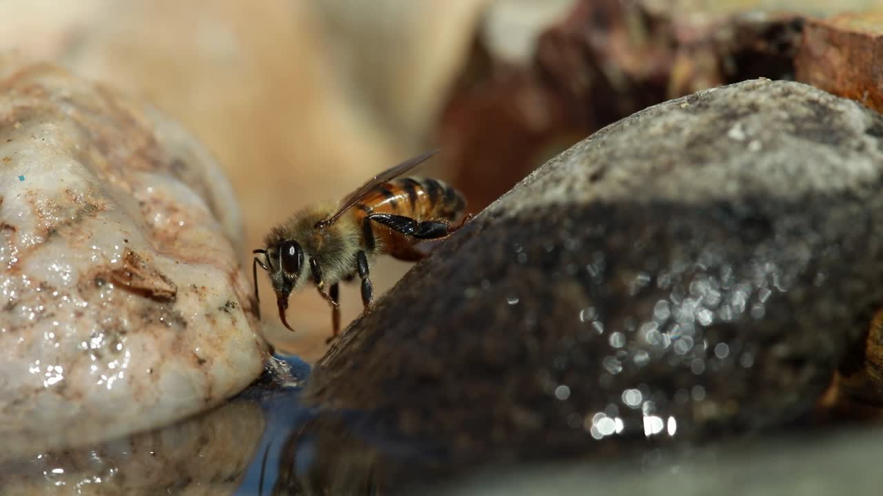 la abeja melífera al lado del agua limpia la probóscide y luego se va volando