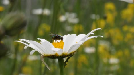 Makroaufnahme-Einer-Grünen-Fliege,-Die-In-Zeitlupe-Nektar-Aus-Einem-Gänseblümchenkäfer-Saugt