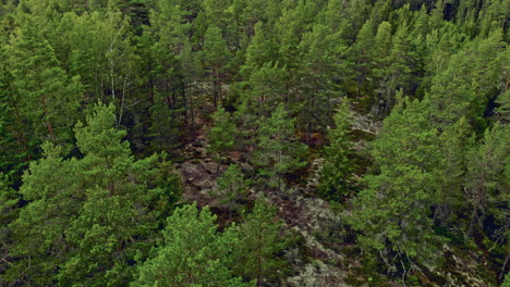 Aerial-shot-of-green-forest-and-mossy-ground-in-Sweden,-forward-motion