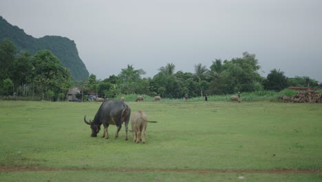 water buffaloes in a rural landscape