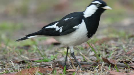 close up of magpie lark bird with attitude in australia walking in slow motion