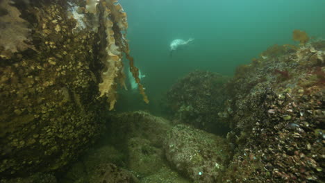 Focas-Grises-Siendo-Curiosas-Bajo-El-Agua