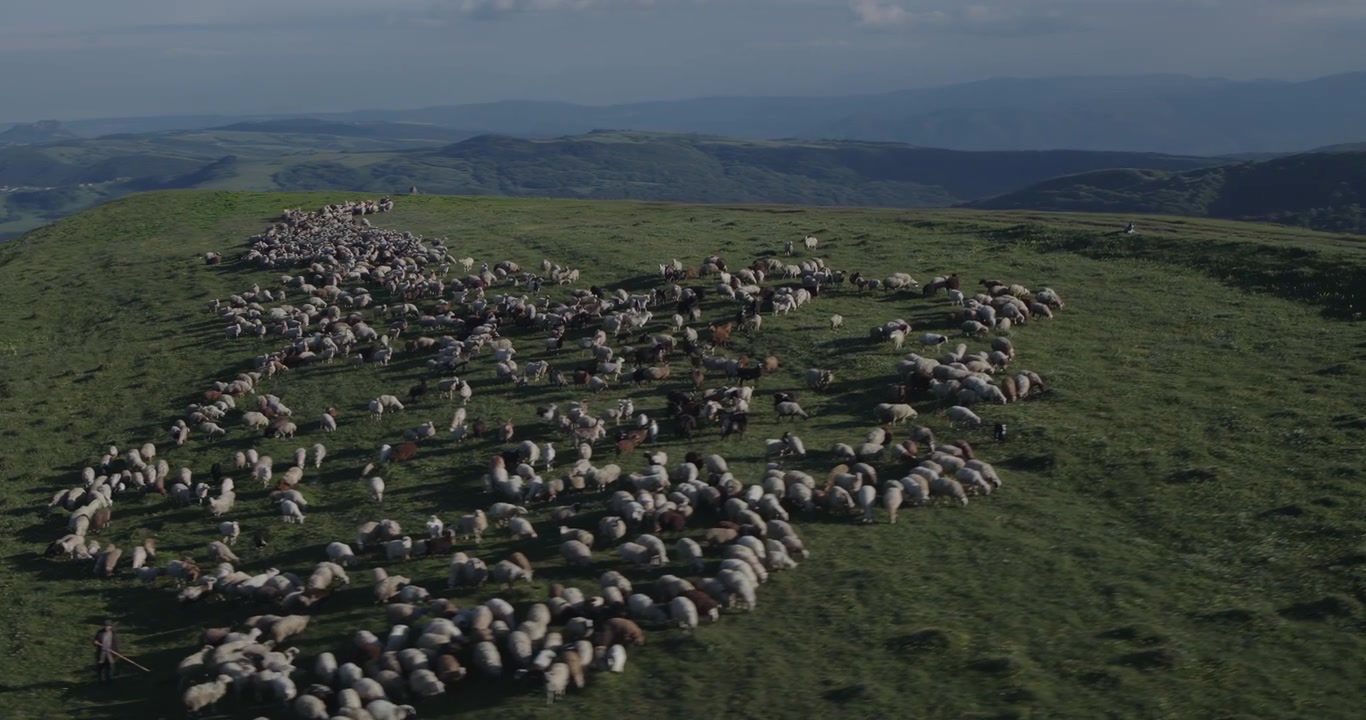Vista aerea cinematografica di un grande gregge di pecore che pascola su un prato verde di montagna. Paesaggio rurale pacifico con dolci colline, allevamento pastorale, natura e autentica atmosfera di campagna.