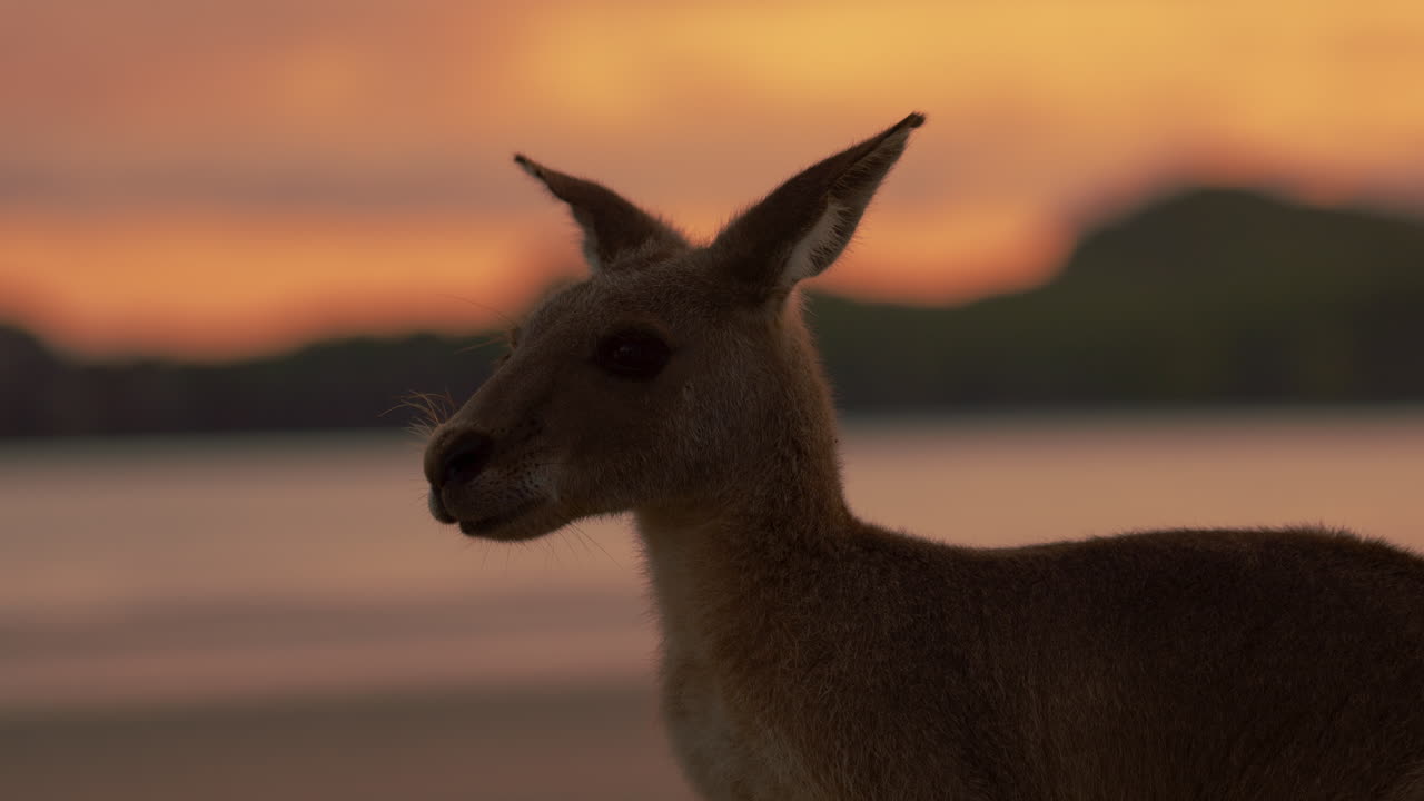 primer plano de wallaby canguro salvaje en una playa de arena en el parque nacional de cape hillsborough, queensland al amanecer