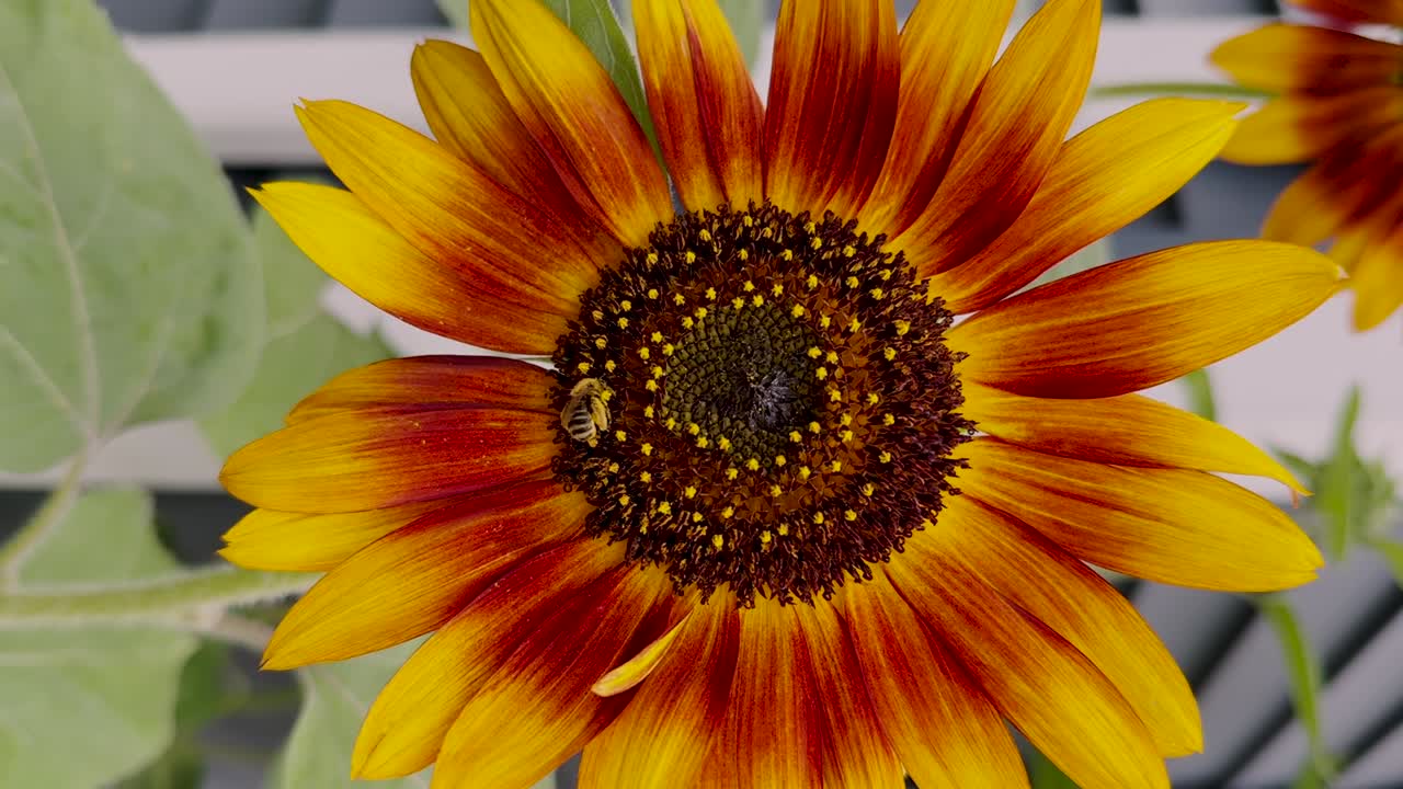 A bumblebee gathers pollen on a fiery orange-red sunflower, capturing the vibrant colors and gentle motion of summer in full bloom