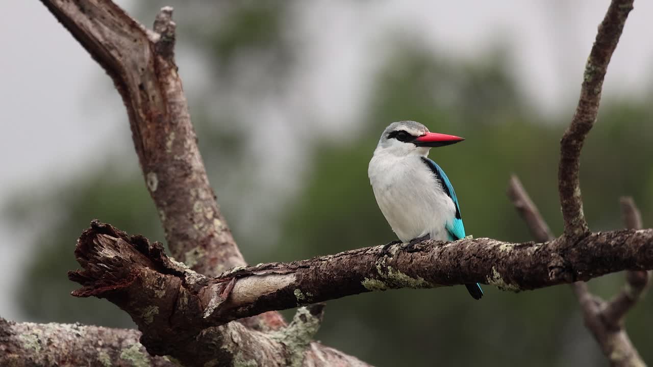 Closeup bokeh pan shot of Woodland kingfisher bird perched on branch