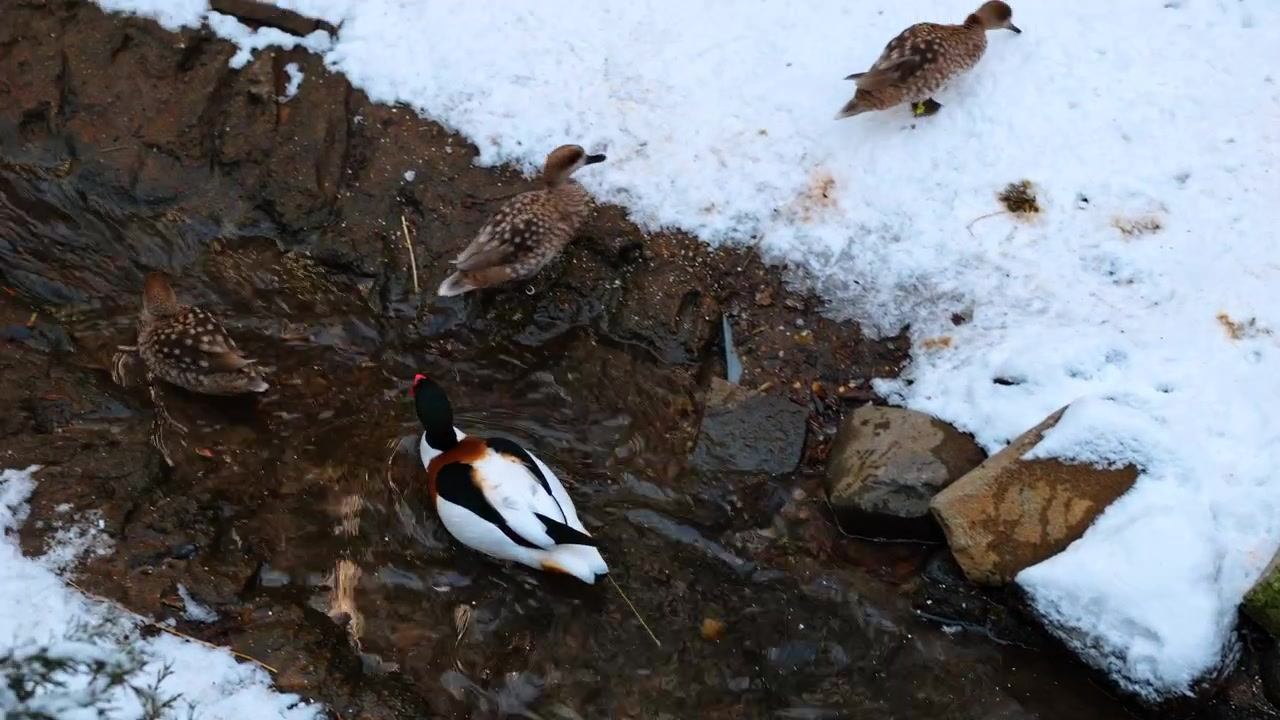 Profilansicht einer Brandgans, die in klarem Wasser schwimmt. Wasservogel mit markantem weißem, kastanienbraunem und dunkelgrünem Kopf schwimmt nahe einem verschneiten Ufer. Draufsicht.