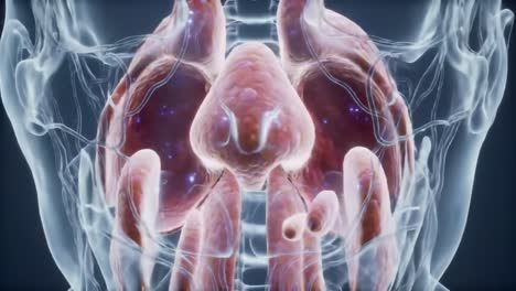 exploring intricacies of human anatomy: a detailed look at the heart and surrounding structures in an engaging 3d visualization journey