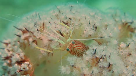 small red stripe peppermint cleaner shrimp emerges from soft coral home close up