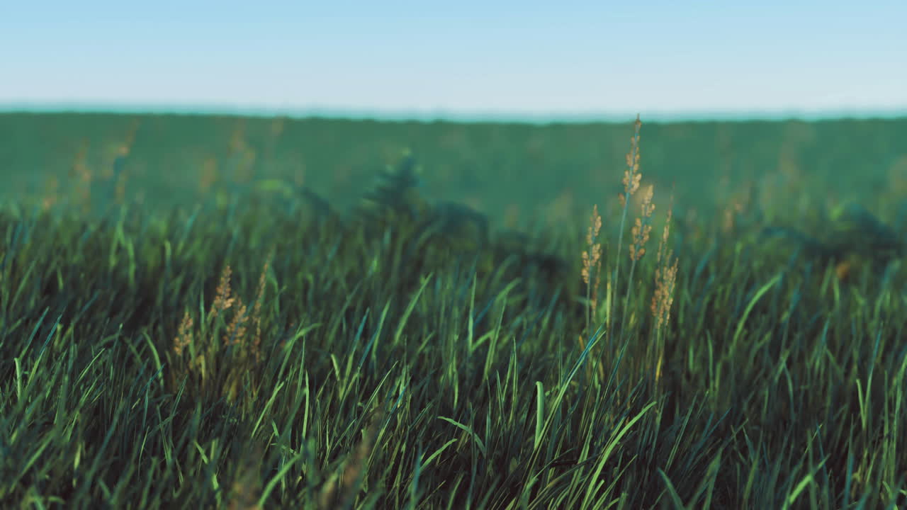 Green grass field under a clear blue sky at sunrise in a rural area