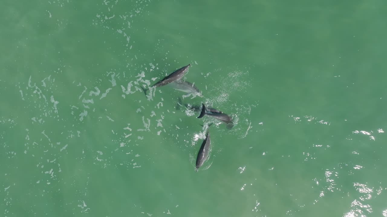 Pod of dolphins playing and interacting under clear waters, filmed off the coast in New South Wales, Australia