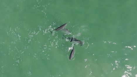 pod of dolphins playing and interacting under clear waters, filmed off the coast in new south wales, australia