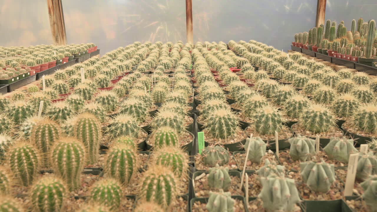 Many small potted saguaro cactus cacti in a nursery, ready for sale.