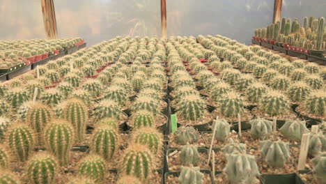 many small potted saguaro cactus cacti in a nursery, ready for sale.