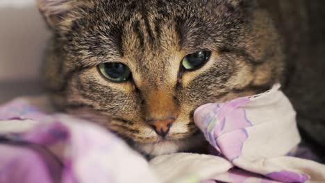 close-up of a tabby cat