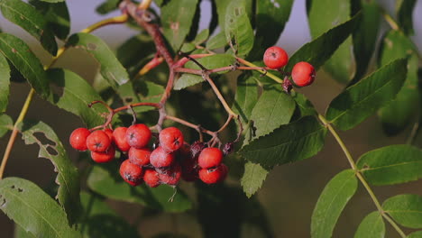 sorb tree branch with leaves and ashberries in autumn forest