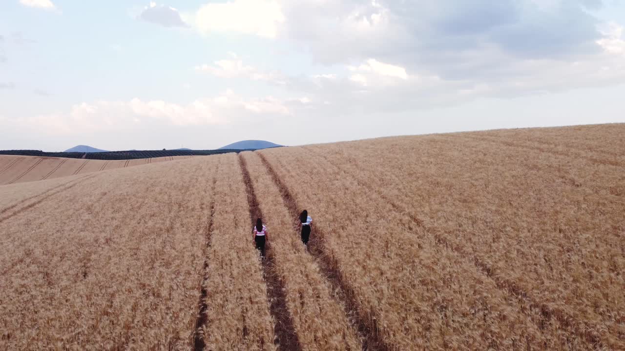 Aerial view of two friends enjoying nature while they walk through a wheat field together.