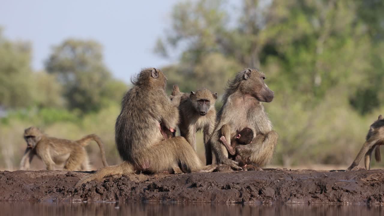 Chacma baboons sitting at a waterhole grooming each other, Mashatu Game Reserve.