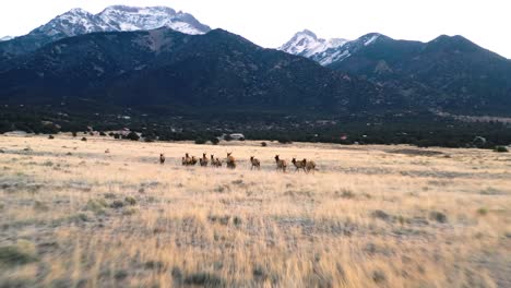 herd of elk running in valley aerial drone footage