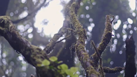 moss-covered branches in anaga's lush and tranquil forest setting