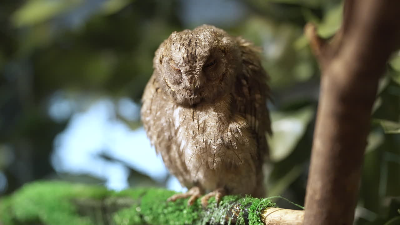 обычное распушение перьев и стояние на одной ноге