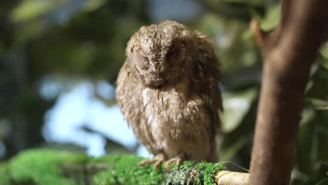 common  preening feathers and standing on one leg