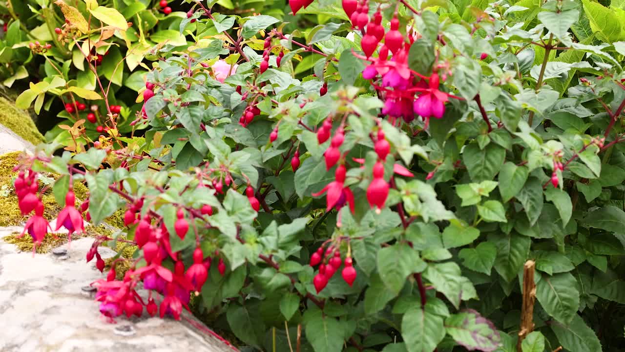 Vibrant fuchsia blooms in a lush garden