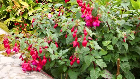 vibrant fuchsia blooms in a lush garden