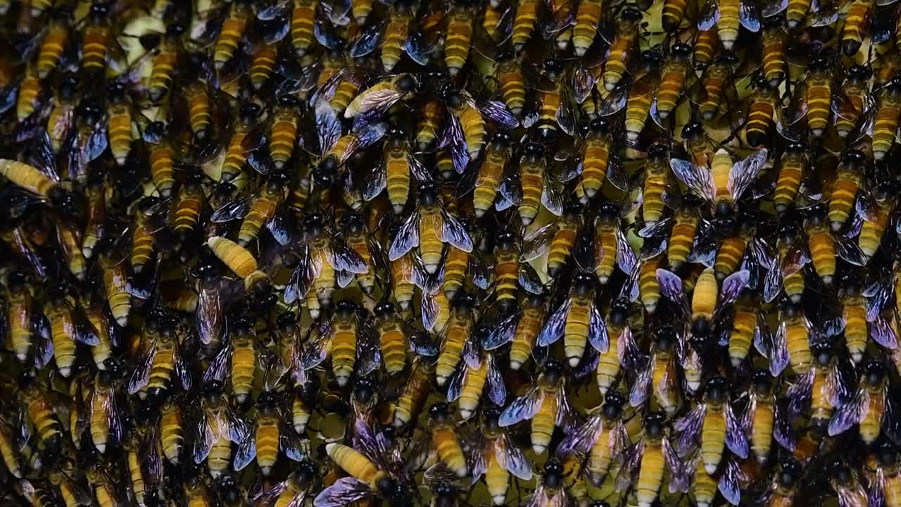 se sabe que las abejas melíferas gigantes construyen grandes colonias de nidos con bolsillos simétricos hechos de cera para almacenar miel como fuente de alimento.