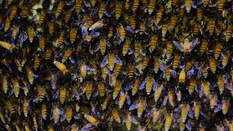 Se-Sabe-Que-Las-Abejas-Melíferas-Gigantes-Construyen-Grandes-Colonias-De-Nidos-Con-Bolsillos-Simétricos-Hechos-De-Cera-Para-Almacenar-Miel-Como-Fuente-De-Alimento.