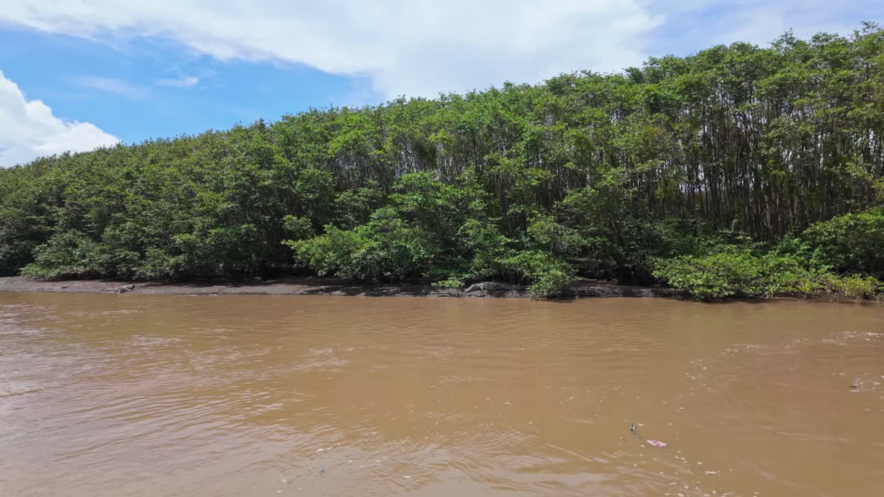 An American crocodile rests in the shade of tropical trees along the Tárcoles River in Costa Rica