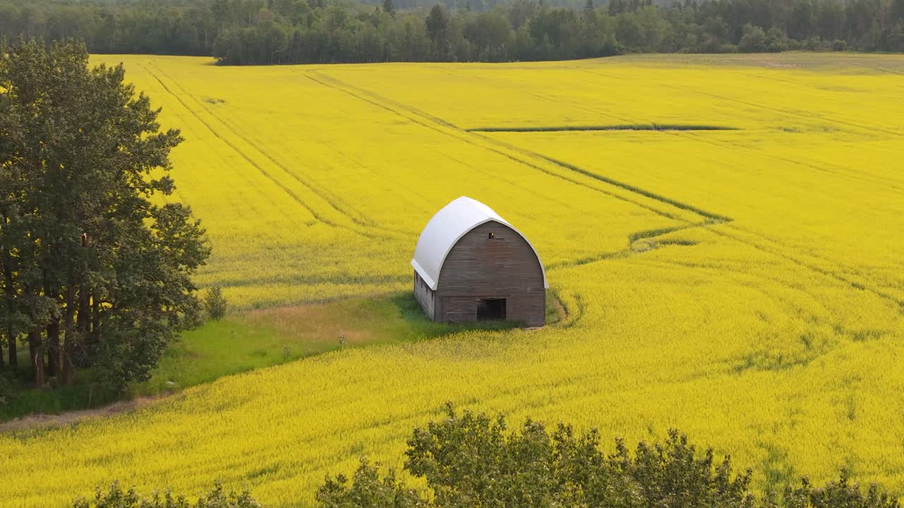 Casa colonica rossa in mezzo a un campo di colza giallo a Edmonton, Alberta.