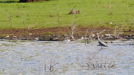 Early-spring