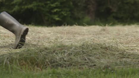 Bauer-Geht-Während-Der-Erntezeit-über-Das-Heufeld,-Niedriger-Winkel