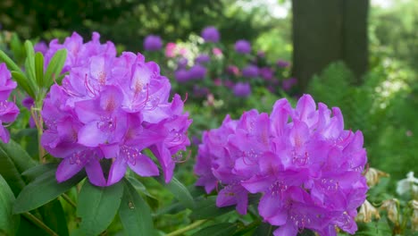 two big purple flower blossoms on green bush in park