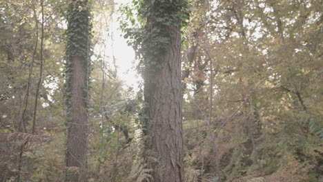 evening sun breaks through the autumn - fall tree line - ungraded