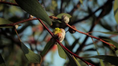Hakea-Laurina-Plant-Bud-Sprouting-Yellow-Pin-Cushion-Flower,-Medium-Shot,-sunny-daytime-Maffra,-Victoria,-Australia