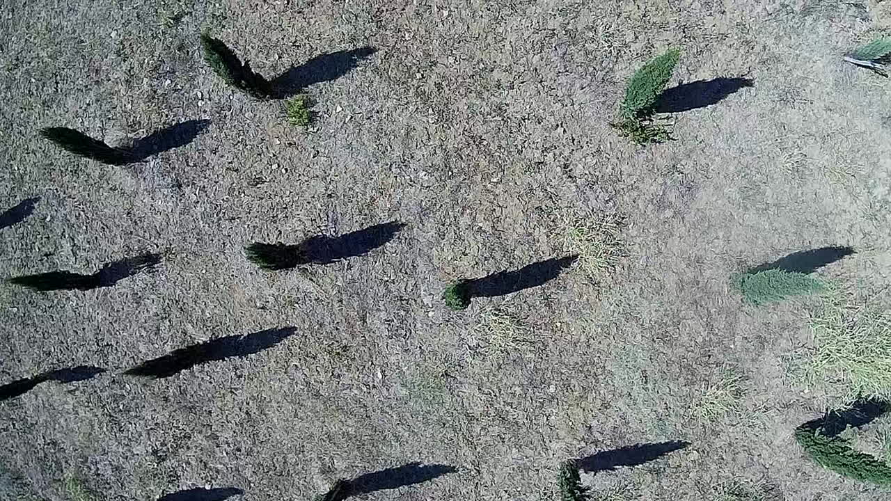 시에치, 폰타시에베