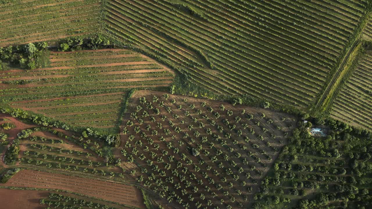 Topdown aerial view panning across vineyards and olive groves in montsant natural park, priorat region of catalonia, spain, showcasing agricultural landscape and wine culture