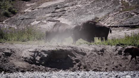 Bull-Bison-wallowing-in-the-dirt,-dust-bath