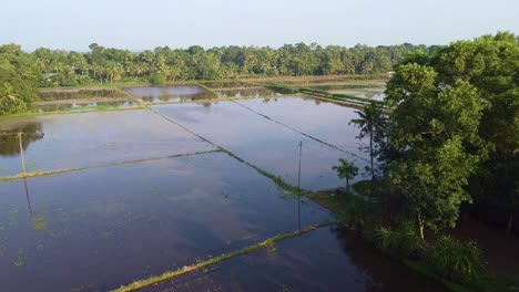 farmland with coconut groves,field edges, land prepared for cultivation ,the field has been plowed and watered for cultivation, rice fields in asia , high angle shot , aerial shoot